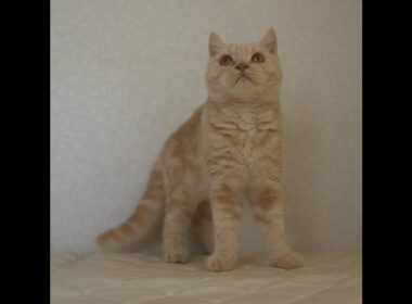 ブリティッシュショートヘアー子猫　British Shorthair　2025.4.4産まれ　クリーム　男の子　シーダキャット猫のお店