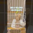 【猫じゃらし】ハプニングに見舞われた子猫を煽る