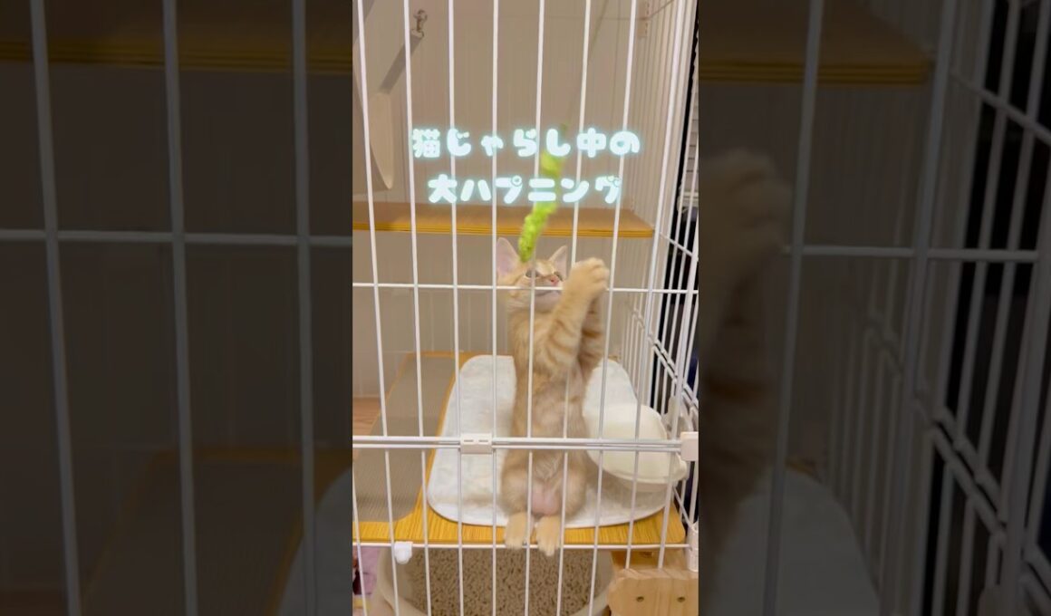 【猫じゃらし】ハプニングに見舞われた子猫を煽る