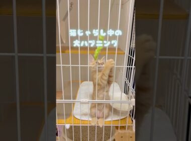 【猫じゃらし】ハプニングに見舞われた子猫を煽る
