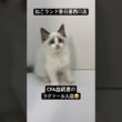 【子猫販売】#ラグドール #cfa #cats #ねこランド #春日部