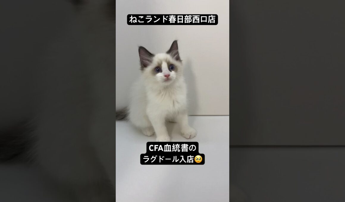 【子猫販売】#ラグドール #cfa #cats #ねこランド #春日部