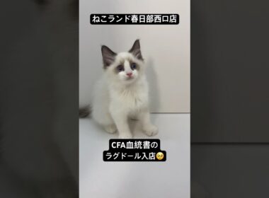 【子猫販売】#ラグドール #cfa #cats #ねこランド #春日部