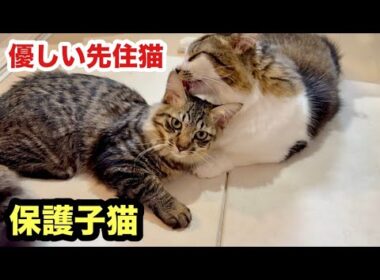 残された保護子猫に優しい先住猫