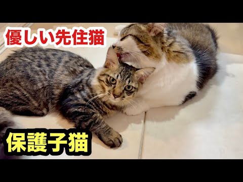 残された保護子猫に優しい先住猫