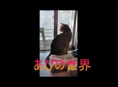 ネコ動画あび＃5336　あびの毎日　アビシニアン　あび