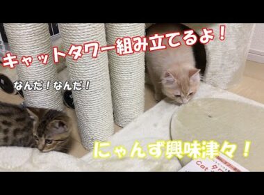 【ラガマフィン】Mauのキャットタワーリッチエッグが届いたから組み立てたよ！にゃんずの反応は！？【ジェネッタ】