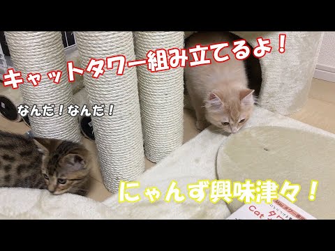 【ラガマフィン】Mauのキャットタワーリッチエッグが届いたから組み立てたよ！にゃんずの反応は！？【ジェネッタ】