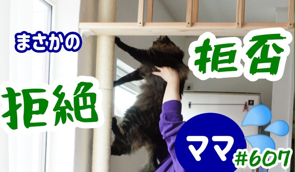 第６弾ＤＩＹ増設キャットウォーク！パパさんに猫達の筋トレが出来るようにしてもらいました！#607