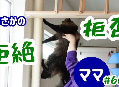 第６弾ＤＩＹ増設キャットウォーク！パパさんに猫達の筋トレが出来るようにしてもらいました！#607