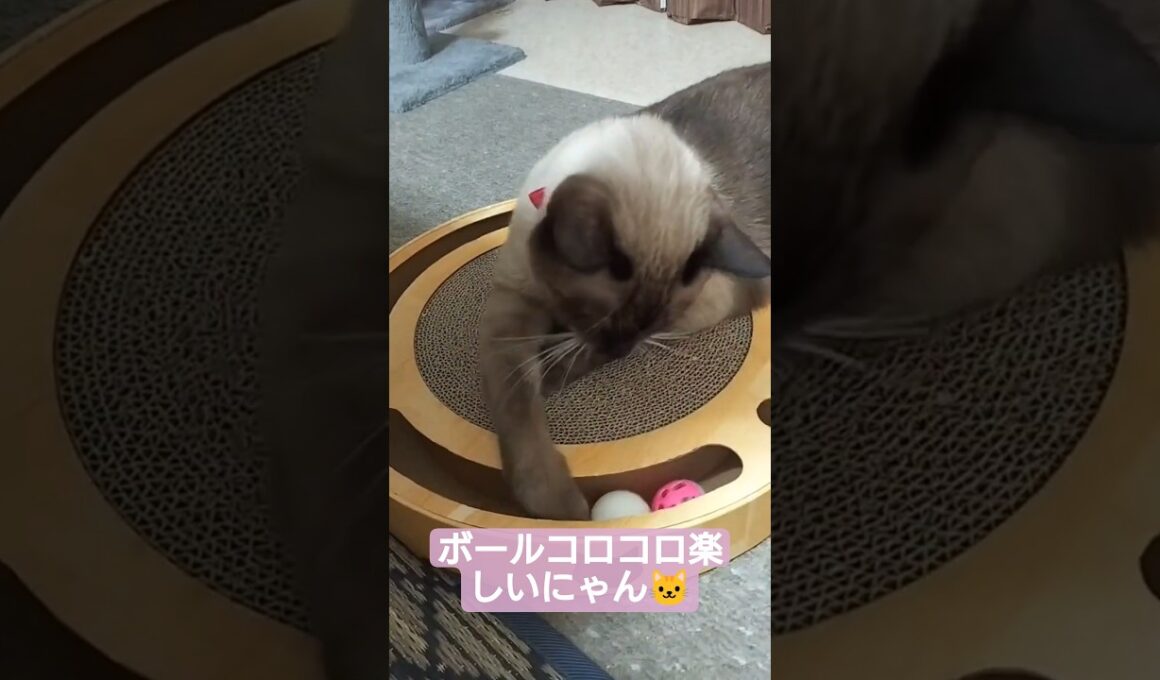 ちょこさん😺爪とぎ動画です😺 #シャム猫 #たぬき猫 #猫のいる暮らし