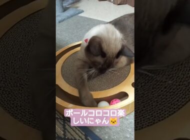 ちょこさん😺爪とぎ動画です😺 #シャム猫 #たぬき猫 #猫のいる暮らし