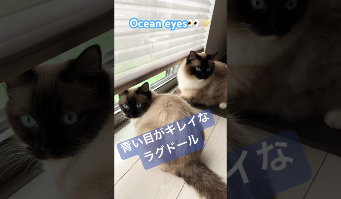 青い目がキレイな猫さん #ragdolls #cats #oceaneyes #shorts #ラグドール #猫のいる暮らし #猫動画 #ショート