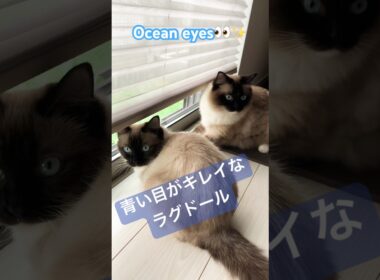 青い目がキレイな猫さん #ragdolls #cats #oceaneyes #shorts #ラグドール #猫のいる暮らし #猫動画 #ショート