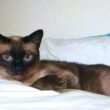 度々こちらを見る時のシャム猫の驚き方が可愛🤭