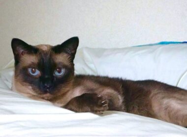 度々こちらを見る時のシャム猫の驚き方が可愛🤭