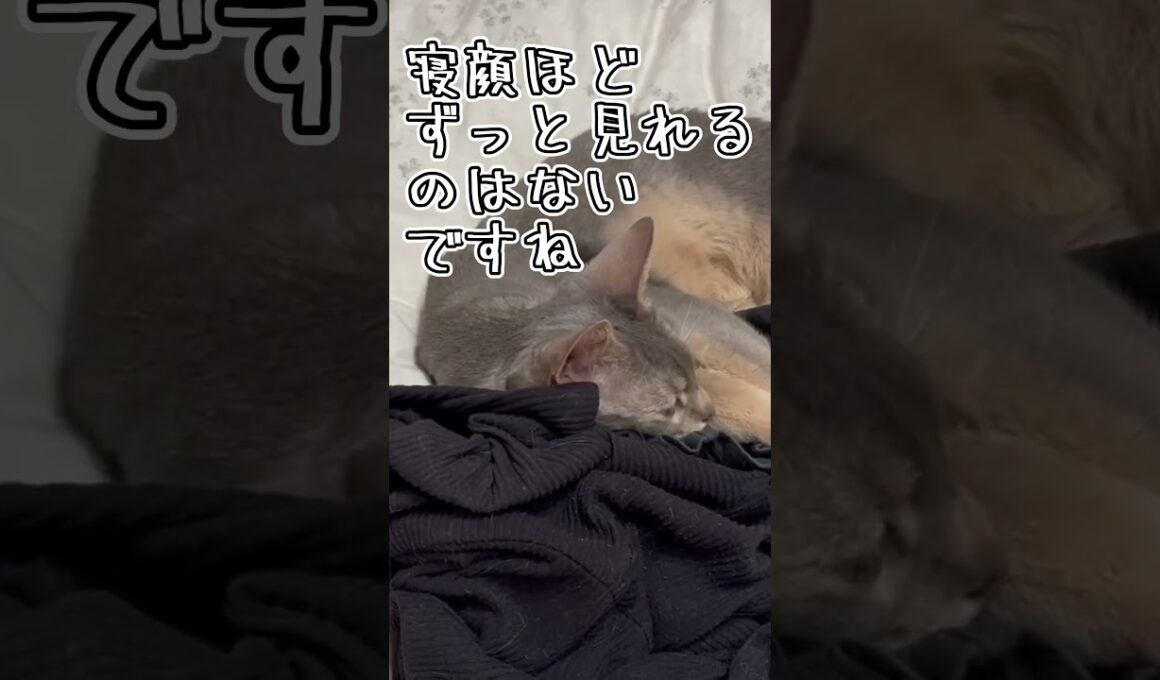 アビシニアンとは その57 寝顔がめちゃ可愛い猫 #shorts #猫 #アビシニアン