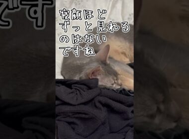 アビシニアンとは その57 寝顔がめちゃ可愛い猫 #shorts #猫 #アビシニアン