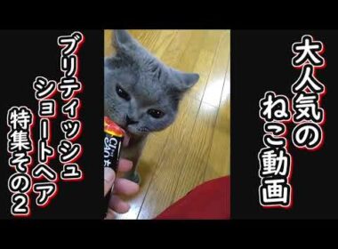 【保護猫】YouTubeで大人気の猫動画　ブリティッシュ・ショートヘア特集part２【ねこのいる暮らし】