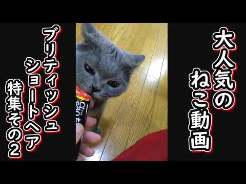 【保護猫】YouTubeで大人気の猫動画　ブリティッシュ・ショートヘア特集part２【ねこのいる暮らし】