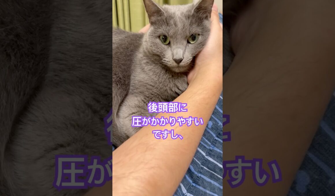 猫枕の作り方❤️ #猫 #ロシアンブルー #shorts