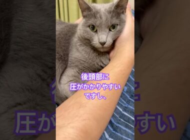 猫枕の作り方❤️ #猫 #ロシアンブルー #shorts