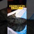 本日の三姉妹は気温が低く、活動を休止しネンネ子動画になっております#cat #ねこ #ねむりねこ