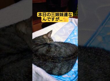 本日の三姉妹は気温が低く、活動を休止しネンネ子動画になっております#cat #ねこ #ねむりねこ