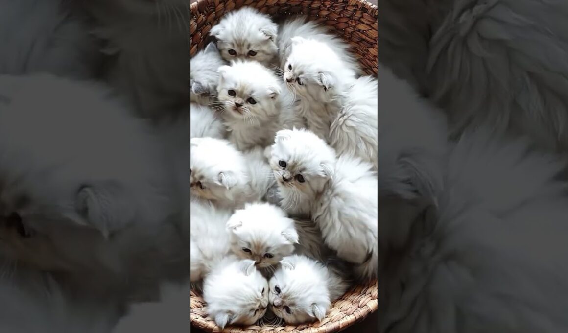 バスケットにひしめくペルシャ子ネコが可愛すぎる♡【Many Persian Kittens Huddled in a Basket】
