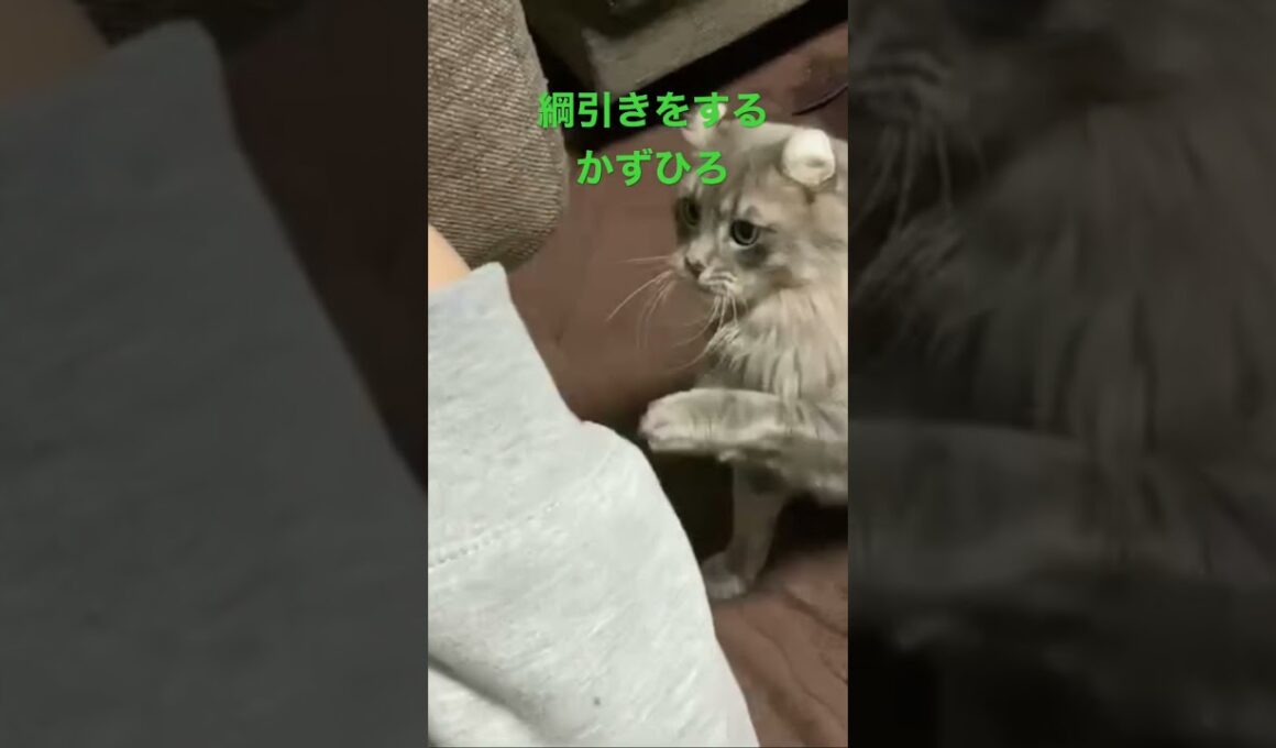 綱引きをするアメリカンカール#猫 #kitty #instacat #instacat_meows #instacat_meows #catstagram #catoftheday #shorts