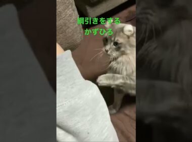 綱引きをするアメリカンカール#猫 #kitty #instacat #instacat_meows #instacat_meows #catstagram #catoftheday #shorts