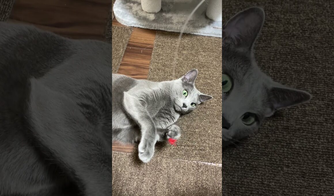 #ロシアンブルー #cat #猫のいる暮らし