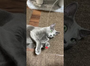 #ロシアンブルー #cat #猫のいる暮らし