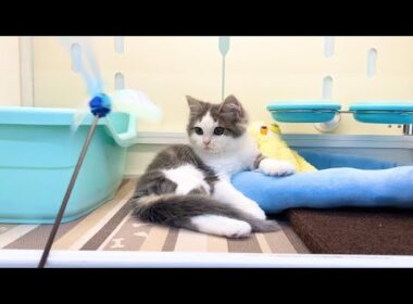 スコティッシュストレート　子猫　まったりしてて可愛い