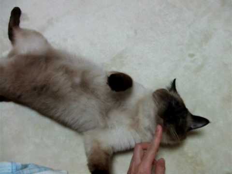 シャム猫　なでなで