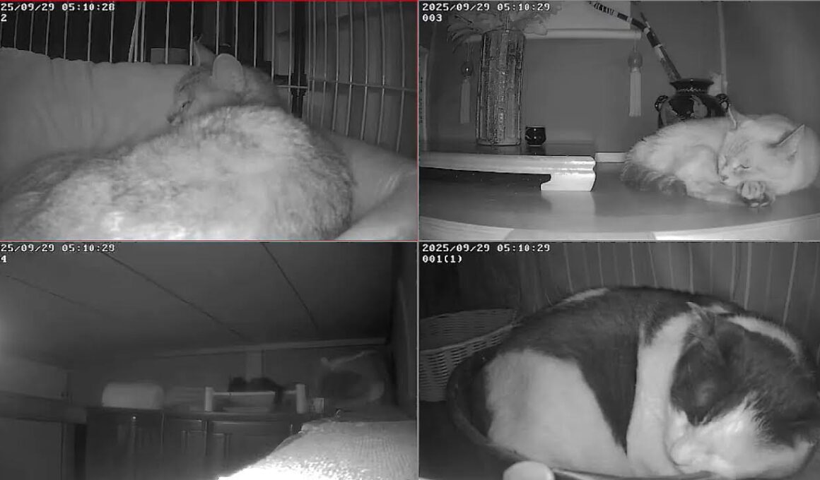 【24時間365日猫ライブ】　犬好きが猫を保護したら、こうなりました　野良猫から家猫へ 　保護猫5匹　 cat live