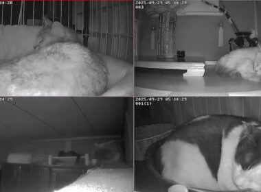 【24時間365日猫ライブ】　犬好きが猫を保護したら、こうなりました　野良猫から家猫へ 　保護猫5匹　 cat live