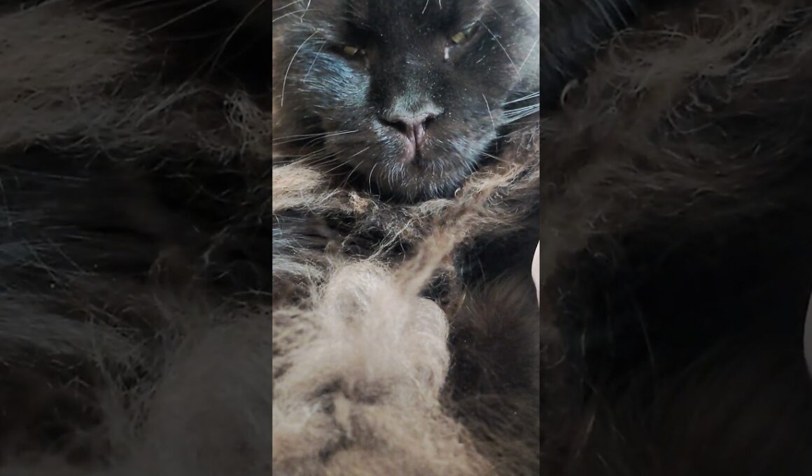 眠りの貫禄　9ヶ月メインクーンMajestic Slumber – 9 Month Old Maine Coon
