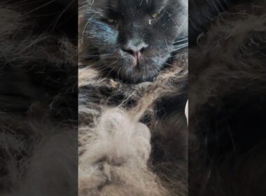 眠りの貫禄　9ヶ月メインクーンMajestic Slumber – 9 Month Old Maine Coon