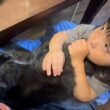 家族に癒しを与える猫　ラガマフィン　サイベリアンA cat that brings comfort to the family. Ragamuffin. Siberian