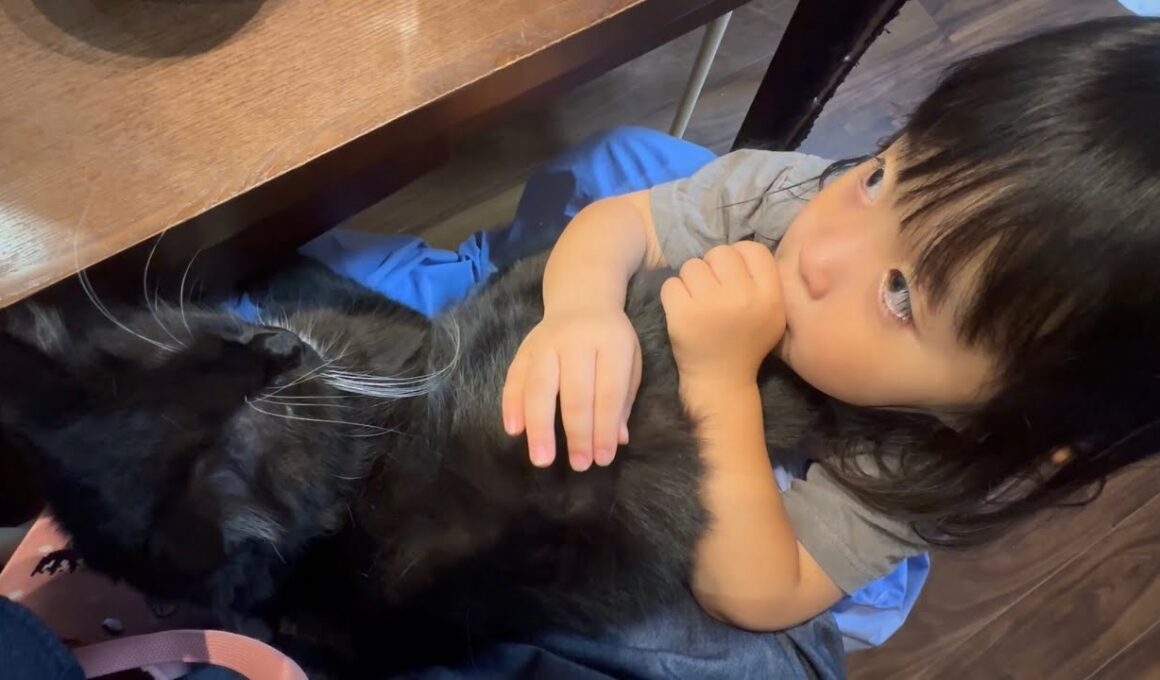 家族に癒しを与える猫　ラガマフィン　サイベリアンA cat that brings comfort to the family. Ragamuffin. Siberian