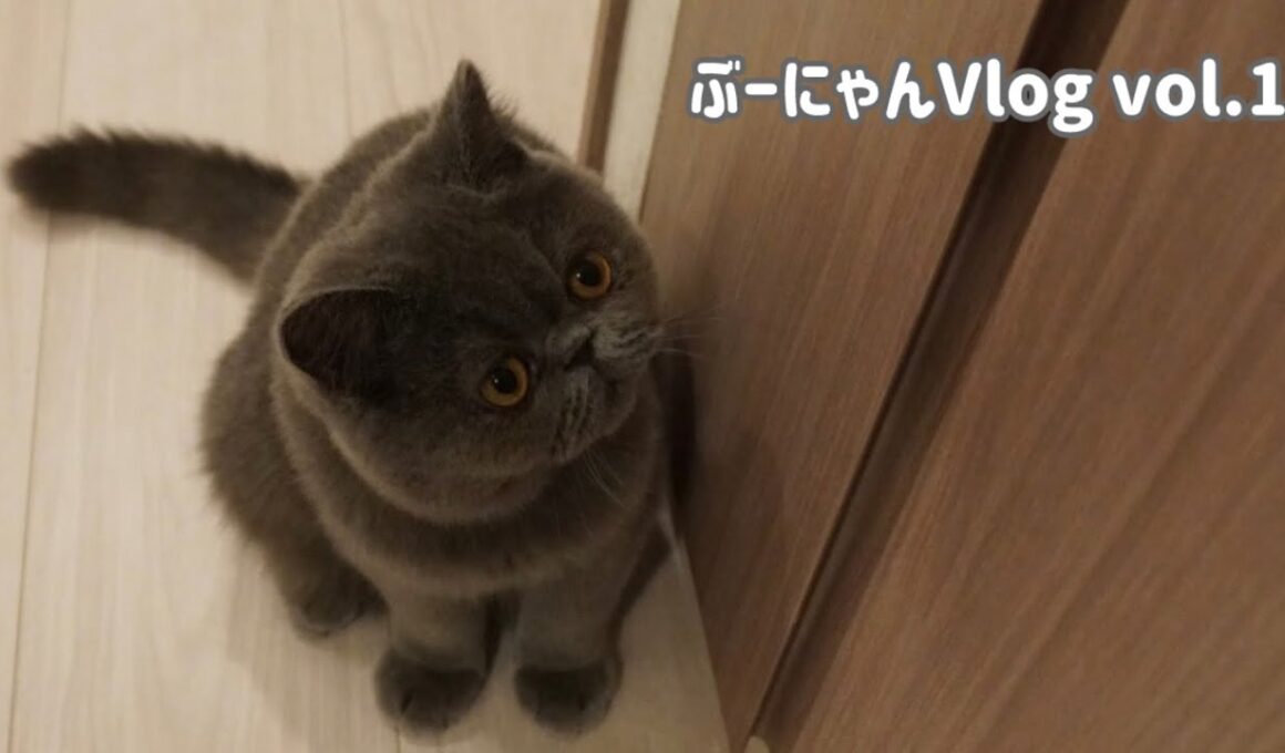 【ぶーにゃんVlog】初めての病院でソワソワ？生後半年の子ねこ