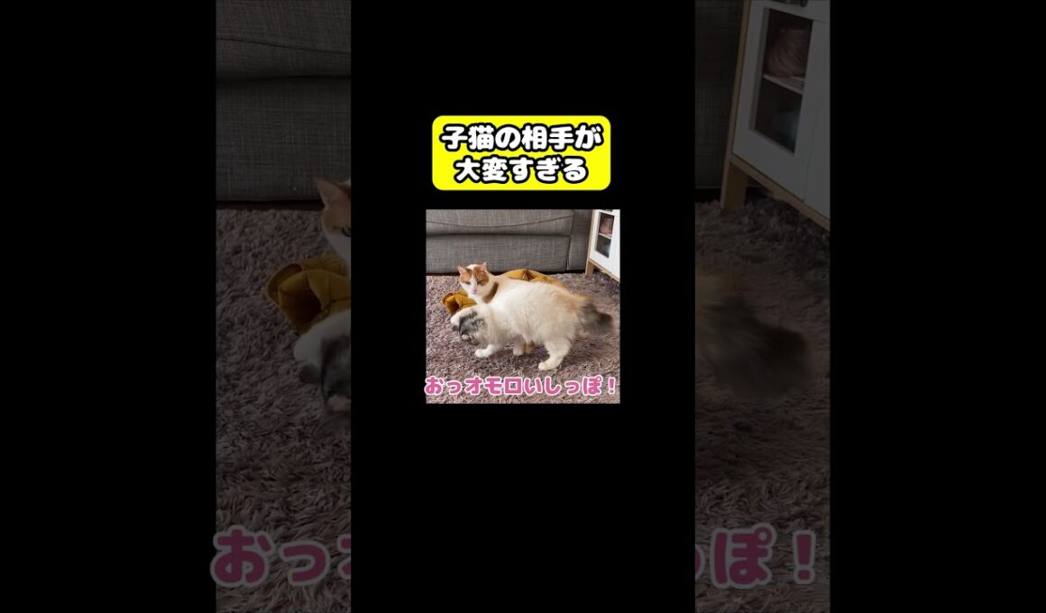 子猫の相手が大変すぎる…#猫 #おもしろ #アテレコ #ニャンチューバーつくし