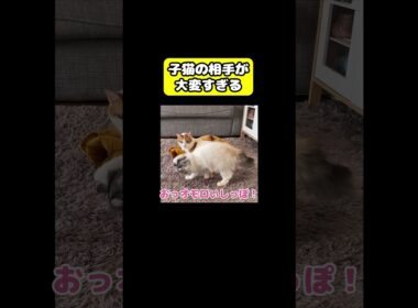 子猫の相手が大変すぎる…#猫 #おもしろ #アテレコ #ニャンチューバーつくし