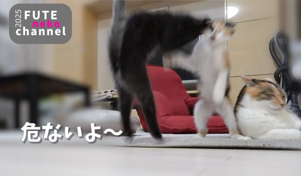 合流してすぐに走り回るようになった子猫【保護子猫】