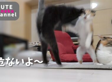合流してすぐに走り回るようになった子猫【保護子猫】