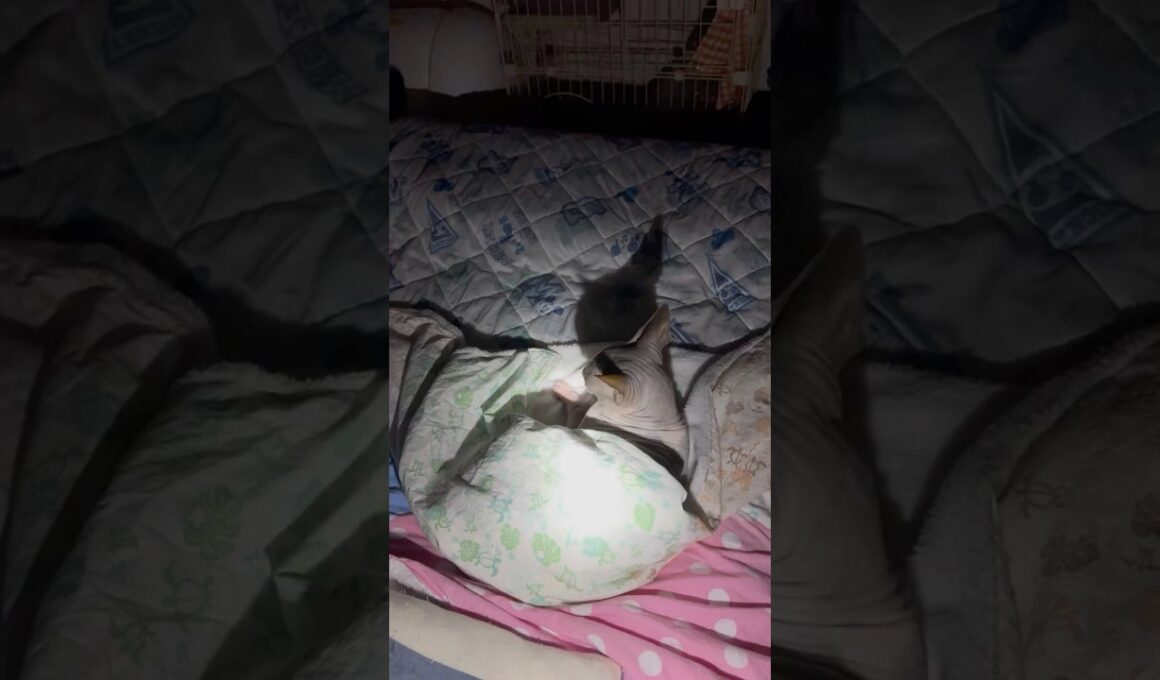ピカチュウなスフィンクス猫🤣🤣#shorts#cat #猫 #고양이#sphynx
