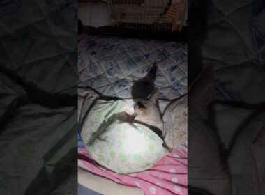 ピカチュウなスフィンクス猫🤣🤣#shorts#cat #猫 #고양이#sphynx