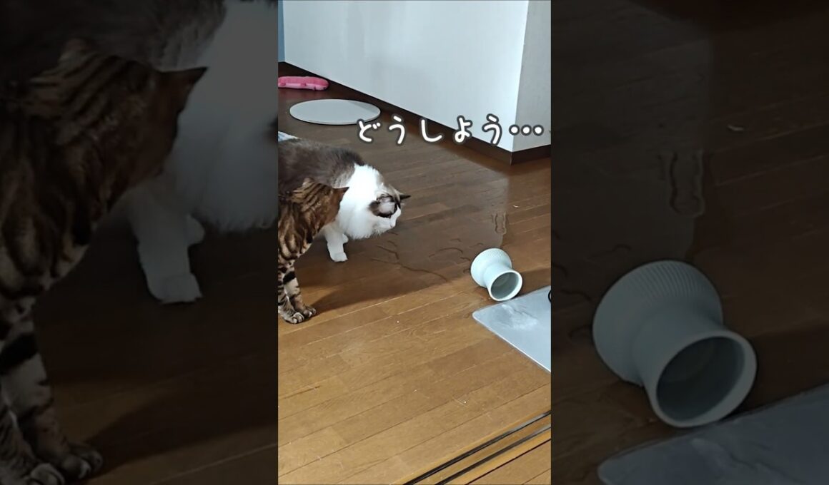 水をこぼして証拠隠滅する猫｜トイガー&ラグドール　#トイガー #ラグドール #猫パンチ　#catshorts　#猫のいる暮らし