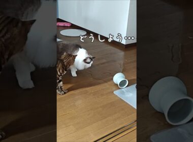 水をこぼして証拠隠滅する猫｜トイガー&ラグドール　#トイガー #ラグドール #猫パンチ　#catshorts　#猫のいる暮らし